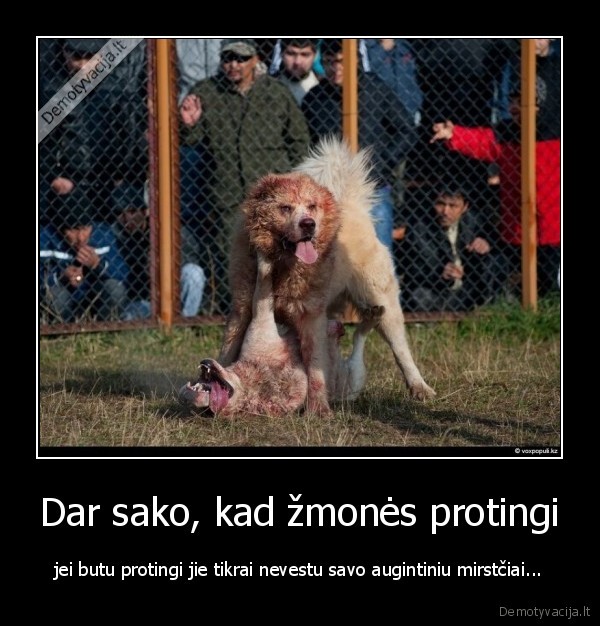 Dar sako, kad žmonės protingi