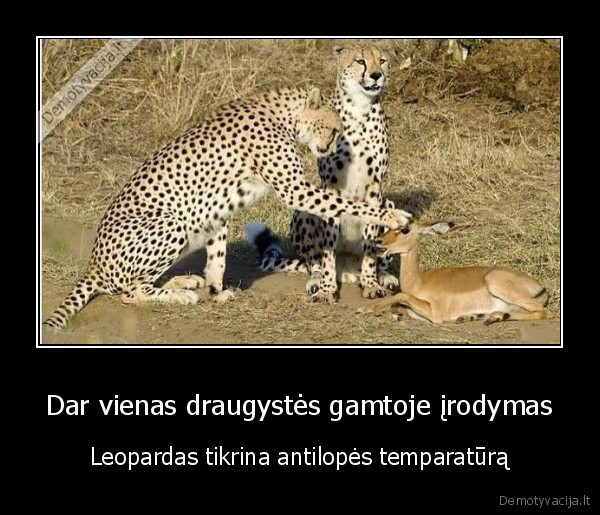 leopardas,antilope,auksta, temperatura