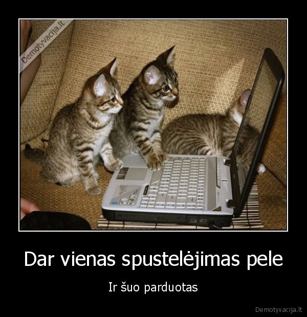 kaciukai, prie, kompiuterio,kaciukai, prie, kompo,mieli, kaciukai