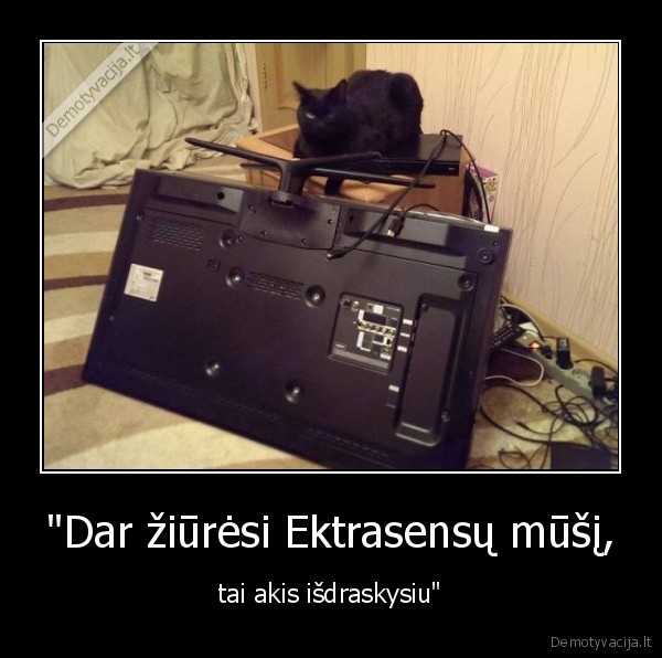 ekstarasensu, musis,kate,katinas,televizorius