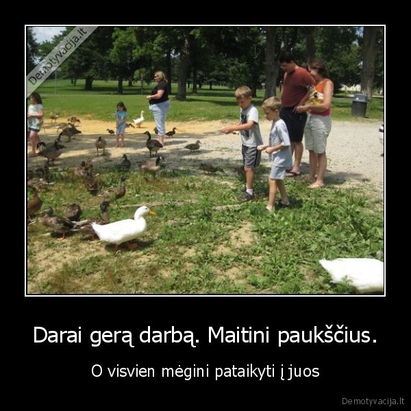 pauksciu, maitinimas,anciu, sertimas,meginimas, pataikyti,duonos, metimas