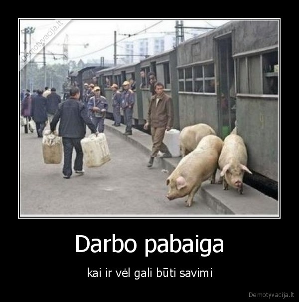 veidmainyste,darbas,kiaule