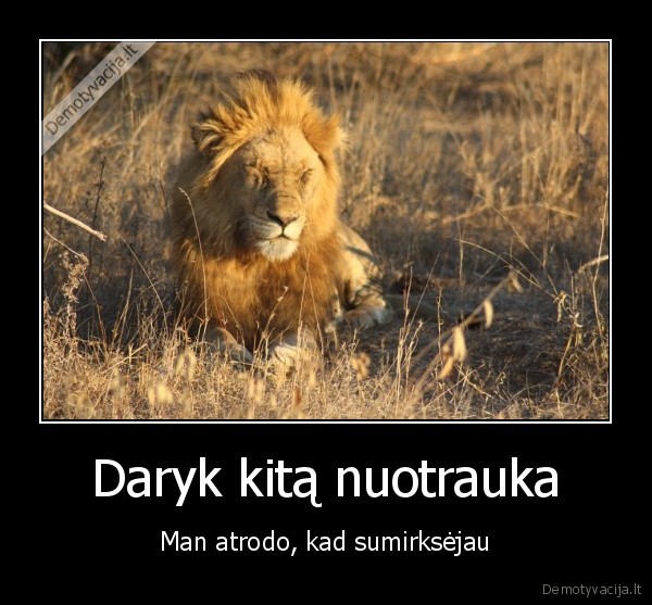 liutas,nuotrauka,mirksnis