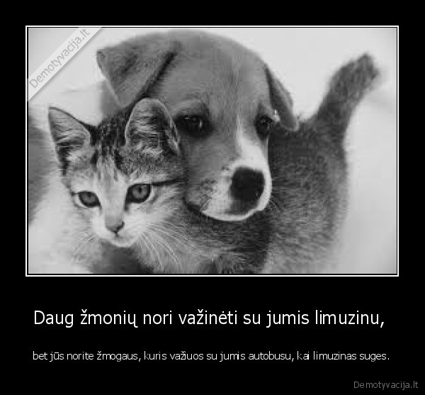 Daug žmonių nori važinėti su jumis limuzinu, 