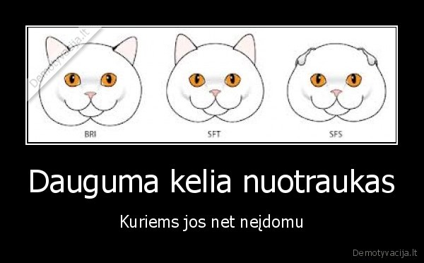 Dauguma kelia nuotraukas