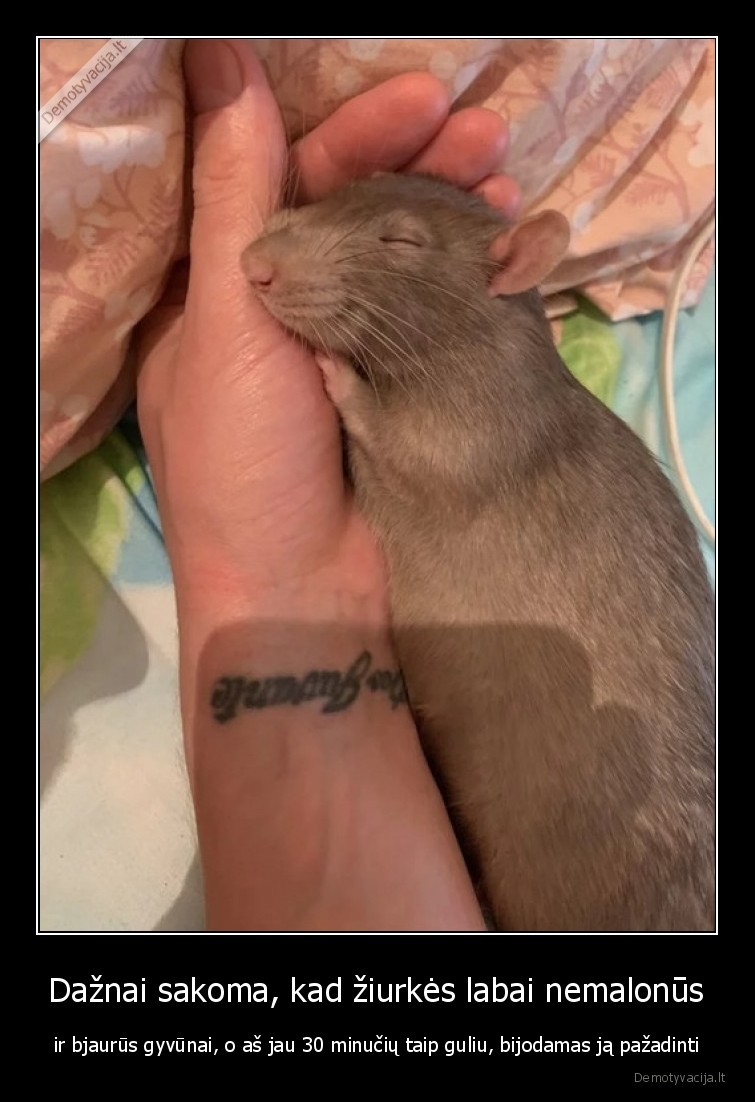 ziurke,grauzikas,gyvunas