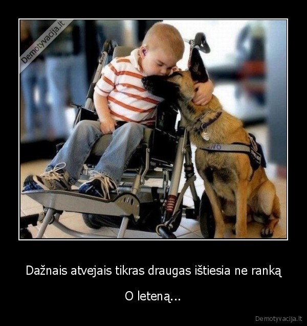 suo, geriausias, draugas,gyvunai,draugai,istiesti, pagalbos, ranka