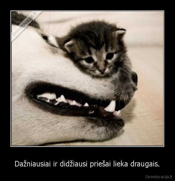 priesas,draugas,draugyste