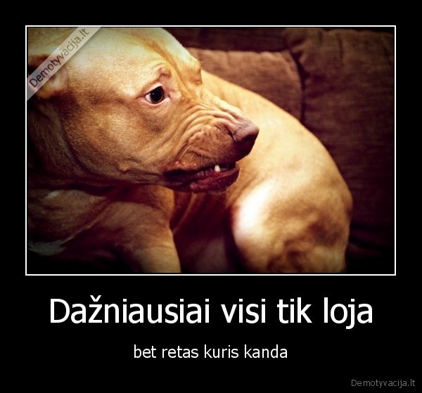 pitbulis,suo,kanda,loja