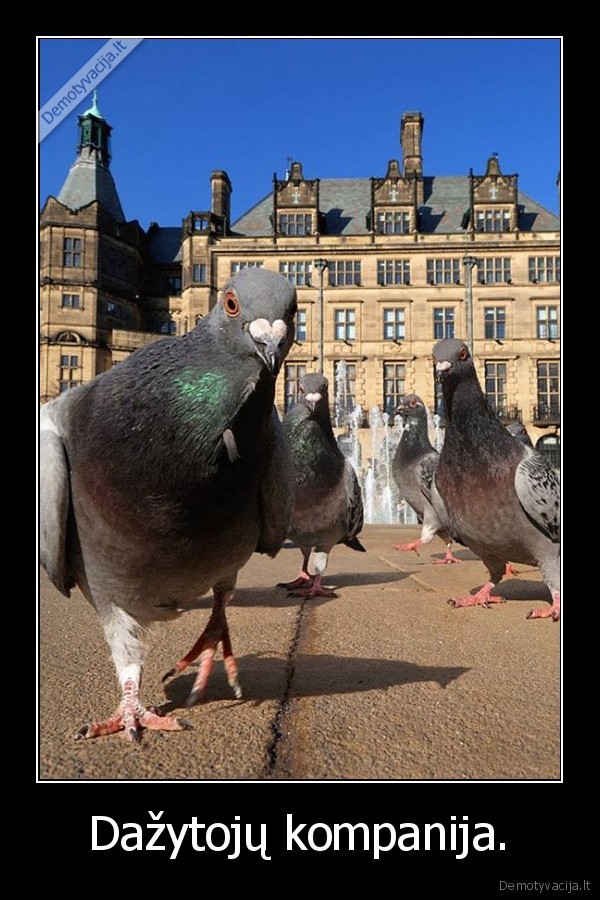 dazytojai,sika,balandziai