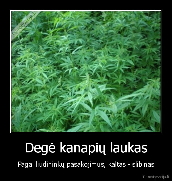 Degė kanapių laukas