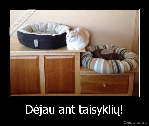 Dėjau ant taisyklių!