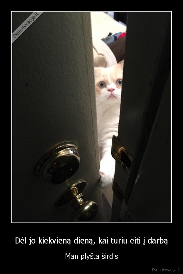 katinas, laukia,istikimas, katinas