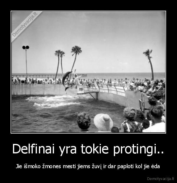 Delfinai yra tokie protingi..