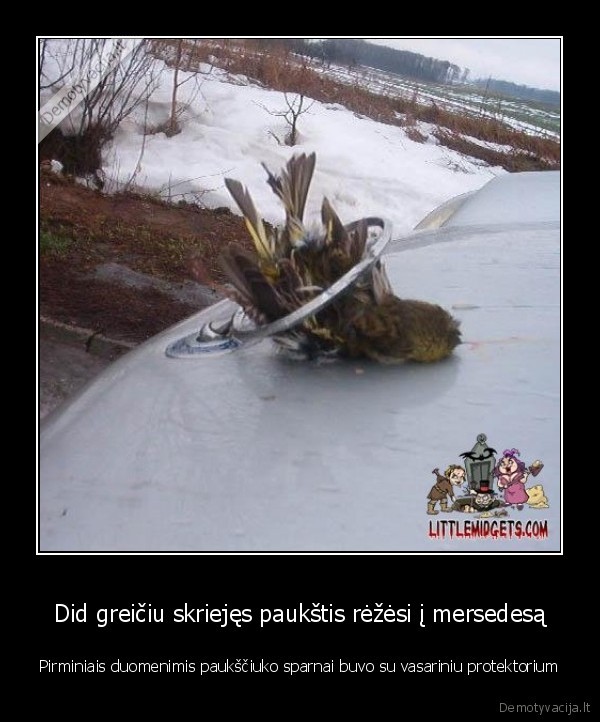 paukstis,protektorius,bum