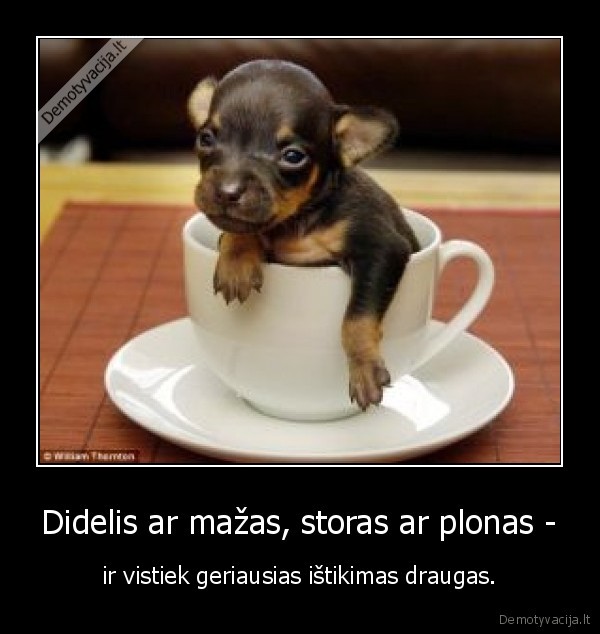 Didelis ar mažas, storas ar plonas -