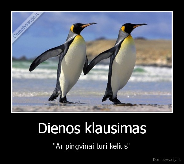 kelis,pingvinai