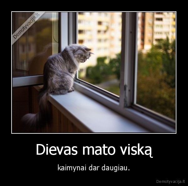 dievas,kaimynai,katinas