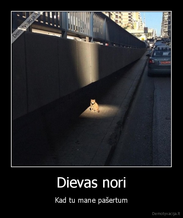 apsviesta, kate,kate, gatveje