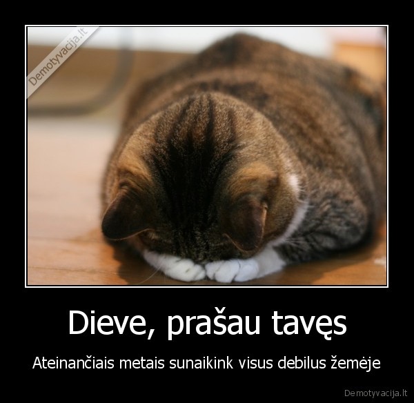 katinas, meldziasi,liudnas, katinas,debilai