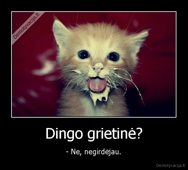 Dingo grietinė?