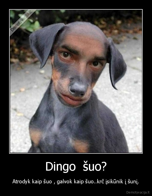 Dingo  šuo?