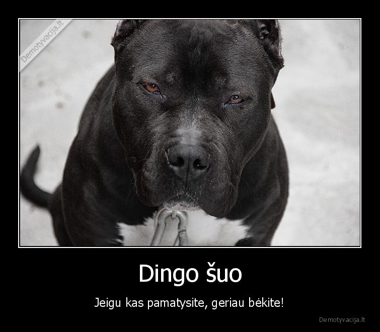 Dingo šuo