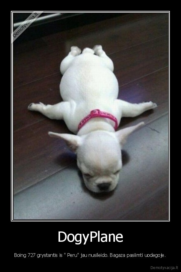 dogy, plane, patogu, pigu, ir, kompaktiska