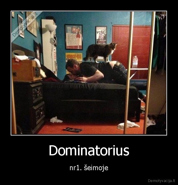 katinas,dominuoti