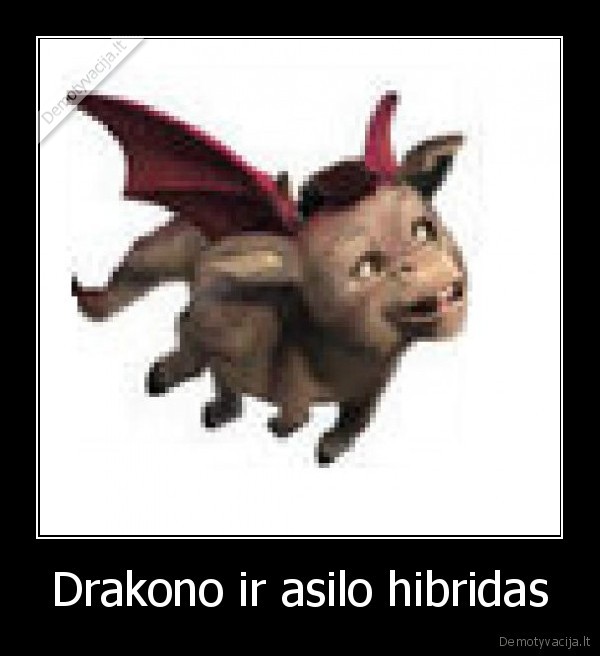 Drakono ir asilo hibridas