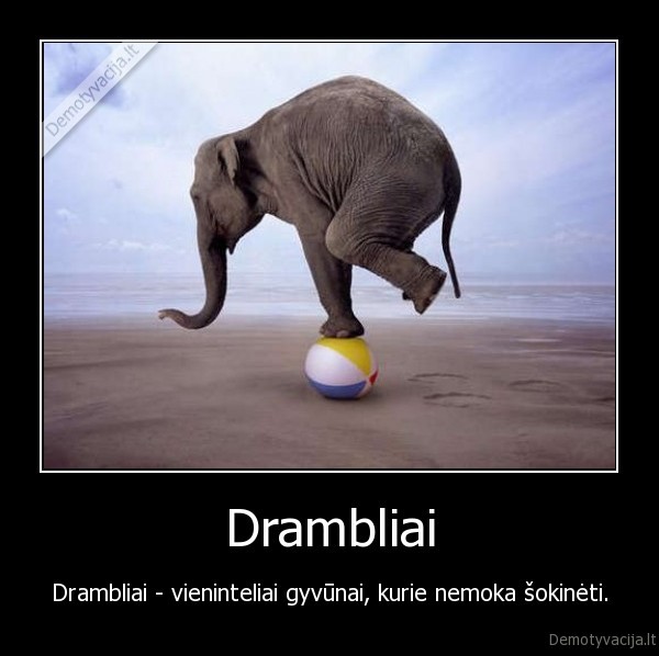 dramblys, 
