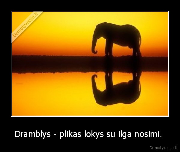 Dramblys - plikas lokys su ilga nosimi. 
