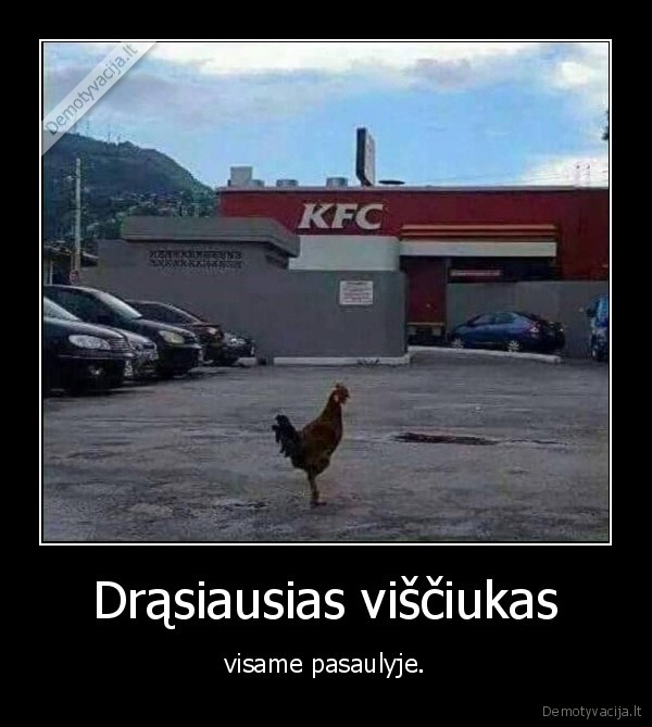 kfc,drasi, vista,drasus, visciukas
