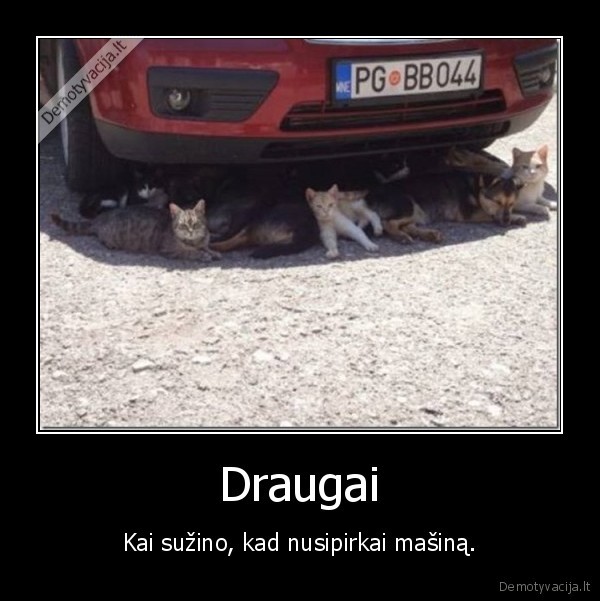 masina,draugai,pavezt