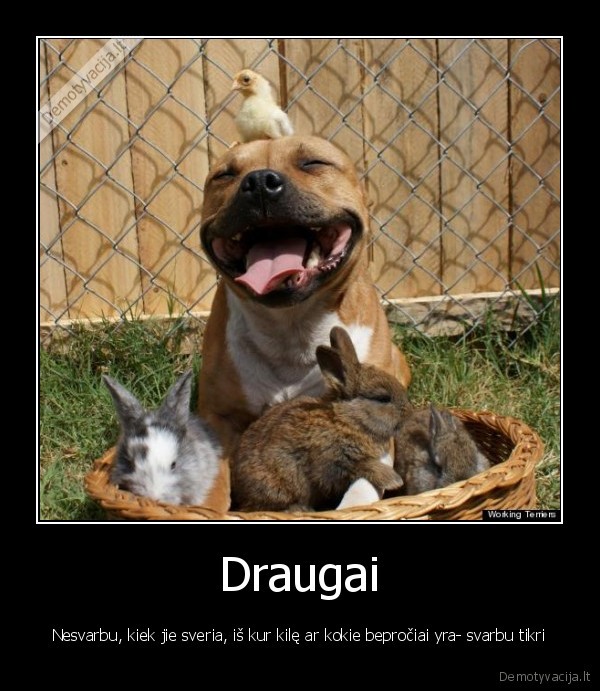 draugai