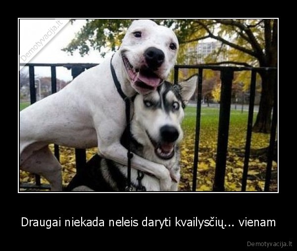 gyvenimas, draugai, suo, kvailystes, prikolai, draugyste