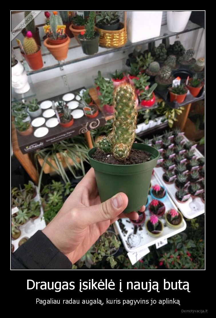 draugas,kaktusas,augalas,naujas, butas