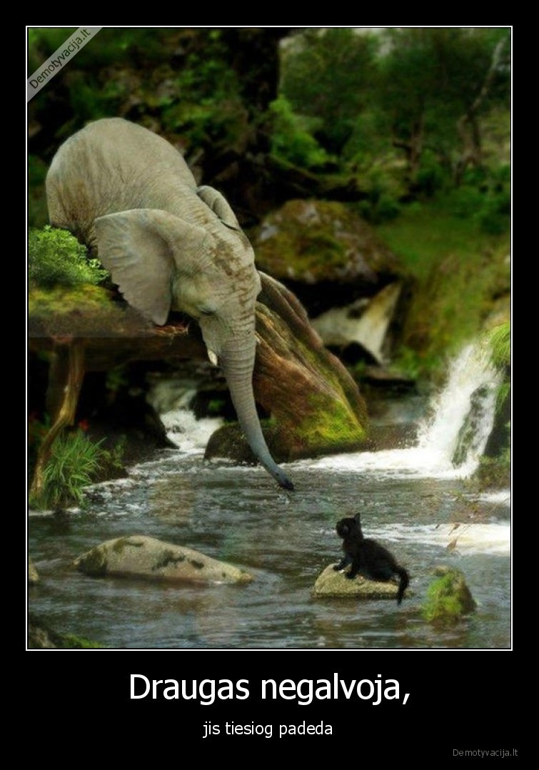 draugas,padeda,katinelis,dramblys