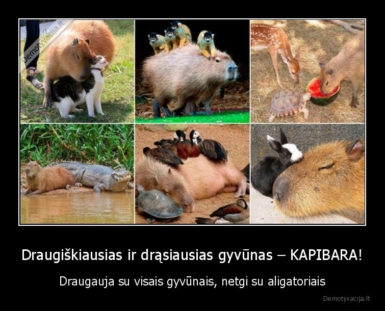 kapibara,gyvunas,drasiausias,draugiskiausias