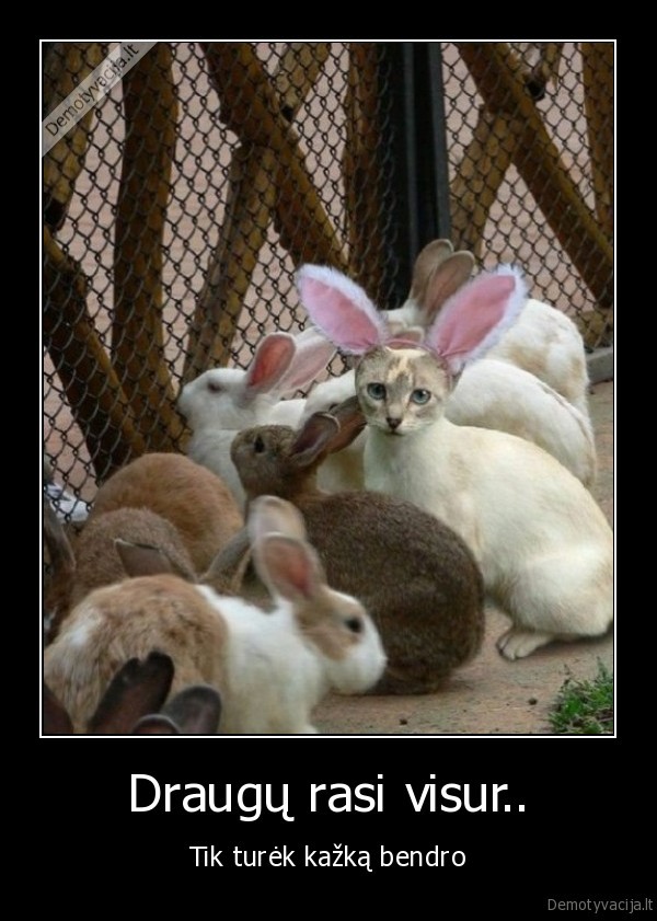 Draugų rasi visur..