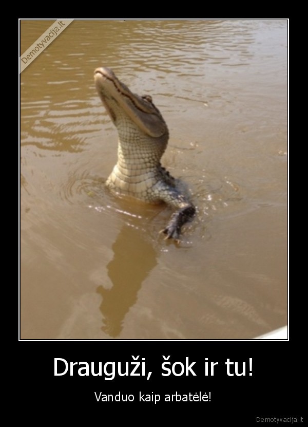 siltas, vanduo,krokodilas