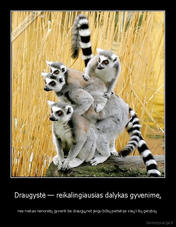 Draugystė — reikalingiausias dalykas gyvenime,