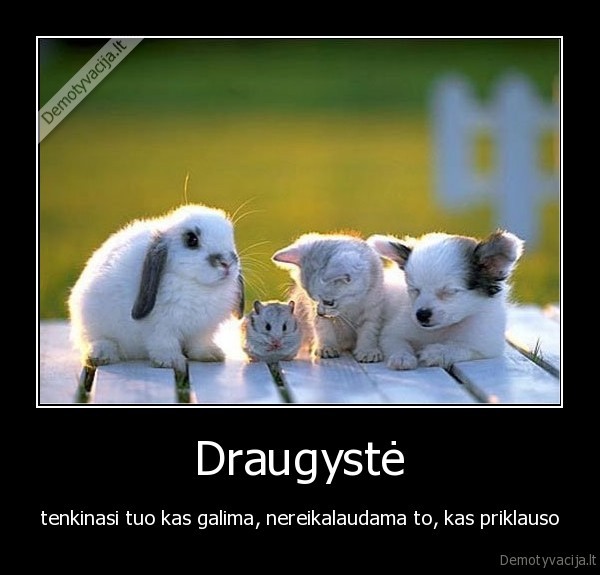 draugai,draugyste,tenkintis,galimybes,nereikalavimas,priklausyti,kas