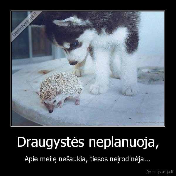 Draugystės neplanuoja,