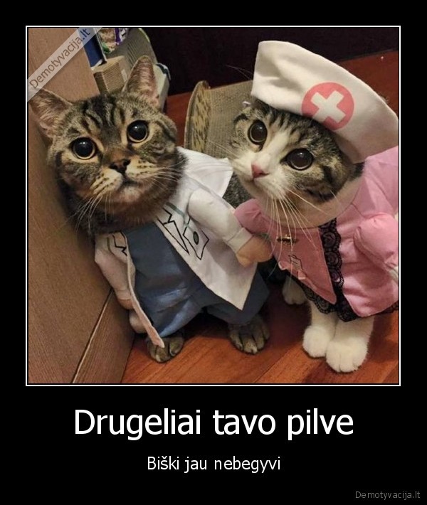 kaciukai,meile,drugiai