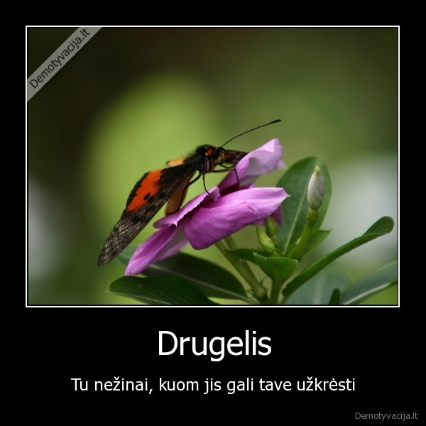 drugelis,liga