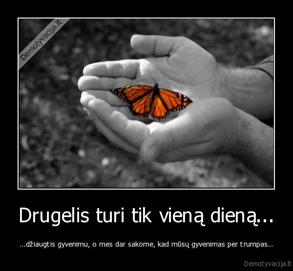 drugelis