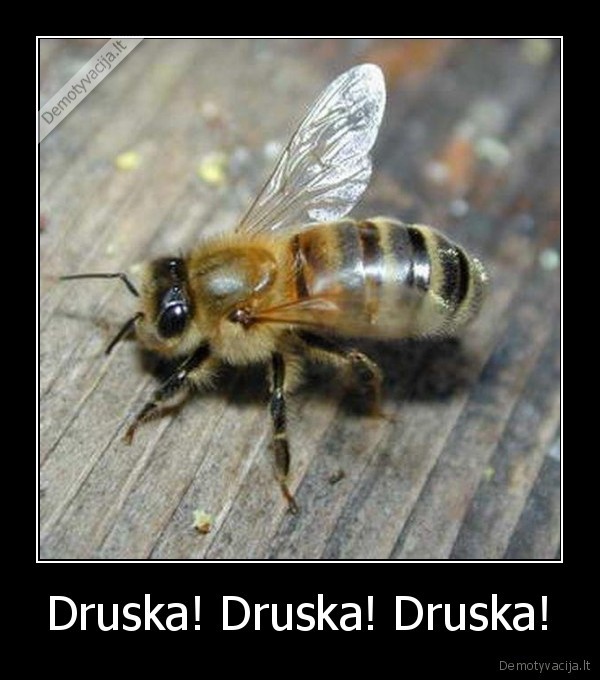 Druska! Druska! Druska!