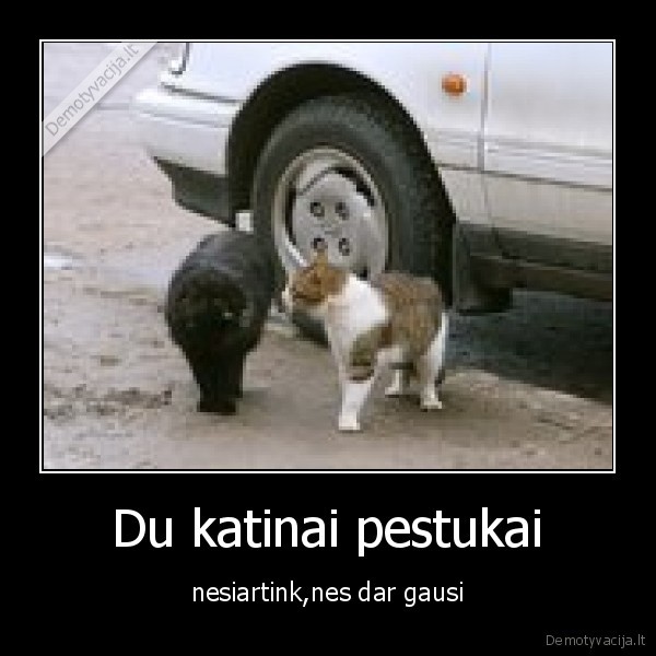 Du katinai pestukai