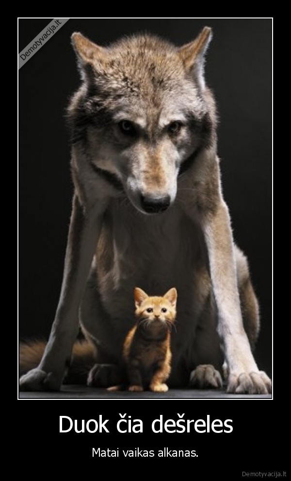 vilkas,katinas
